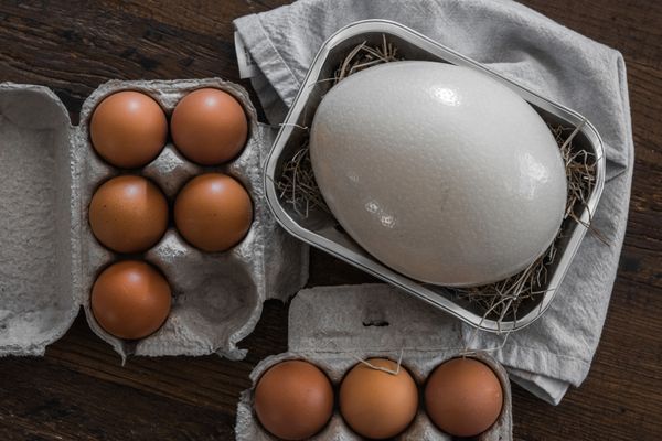 Free-range ostrich egg