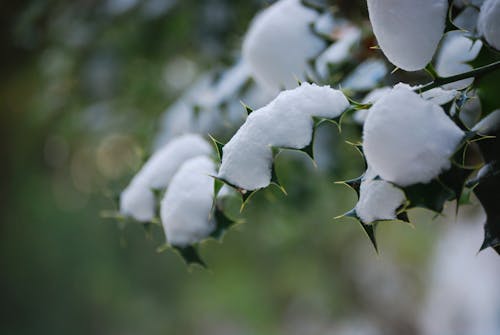 Zielone Liście Ze śniegiem W Fotografii Zbliżeniowej