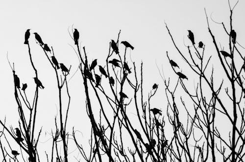 
A Grayscale of Birds on Branches