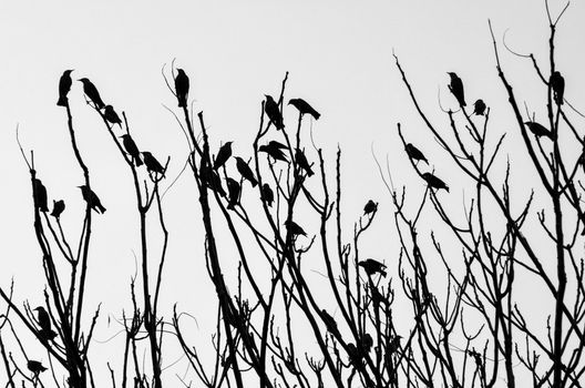 Black and white image showcasing birds silhouetted against a clear sky, perched on bare branches.