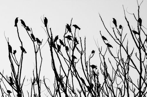 Free Black and white image showcasing birds silhouetted against a clear sky, perched on bare branches. Stock Photo