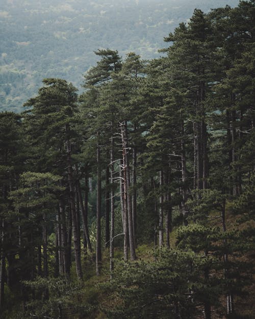 Scenic View of Tall Trees in the Forest