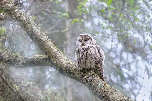 A Ural Owl Perched on a Tree Branch