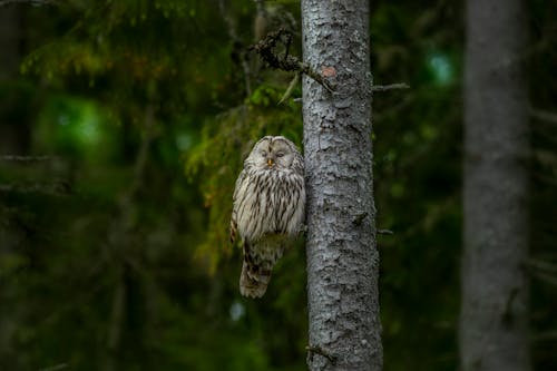 Free White and Brown Owl on Tree Branch Stock Photo