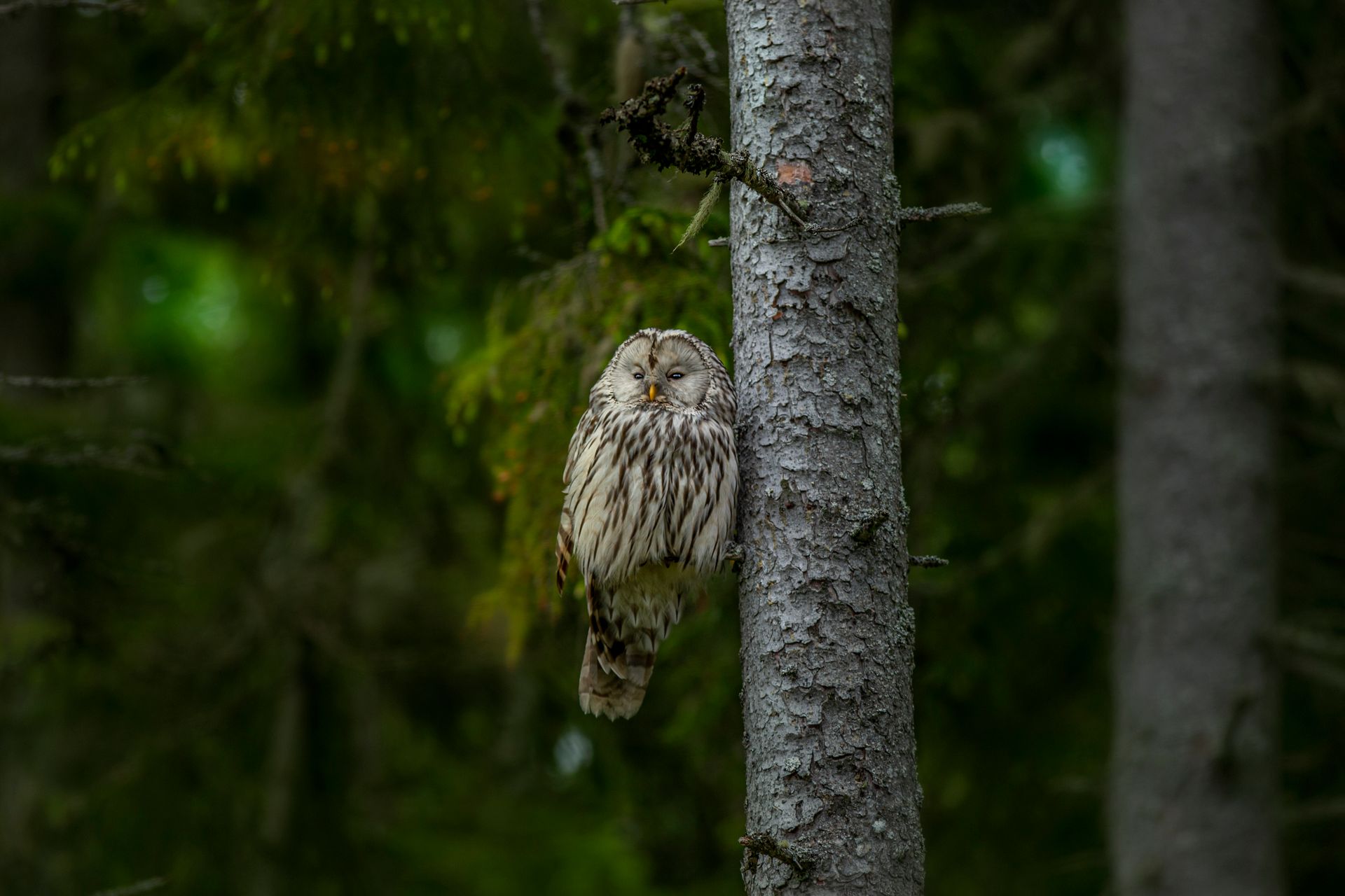 A Ural owl perched on a tree in the lush forest of Estonia.