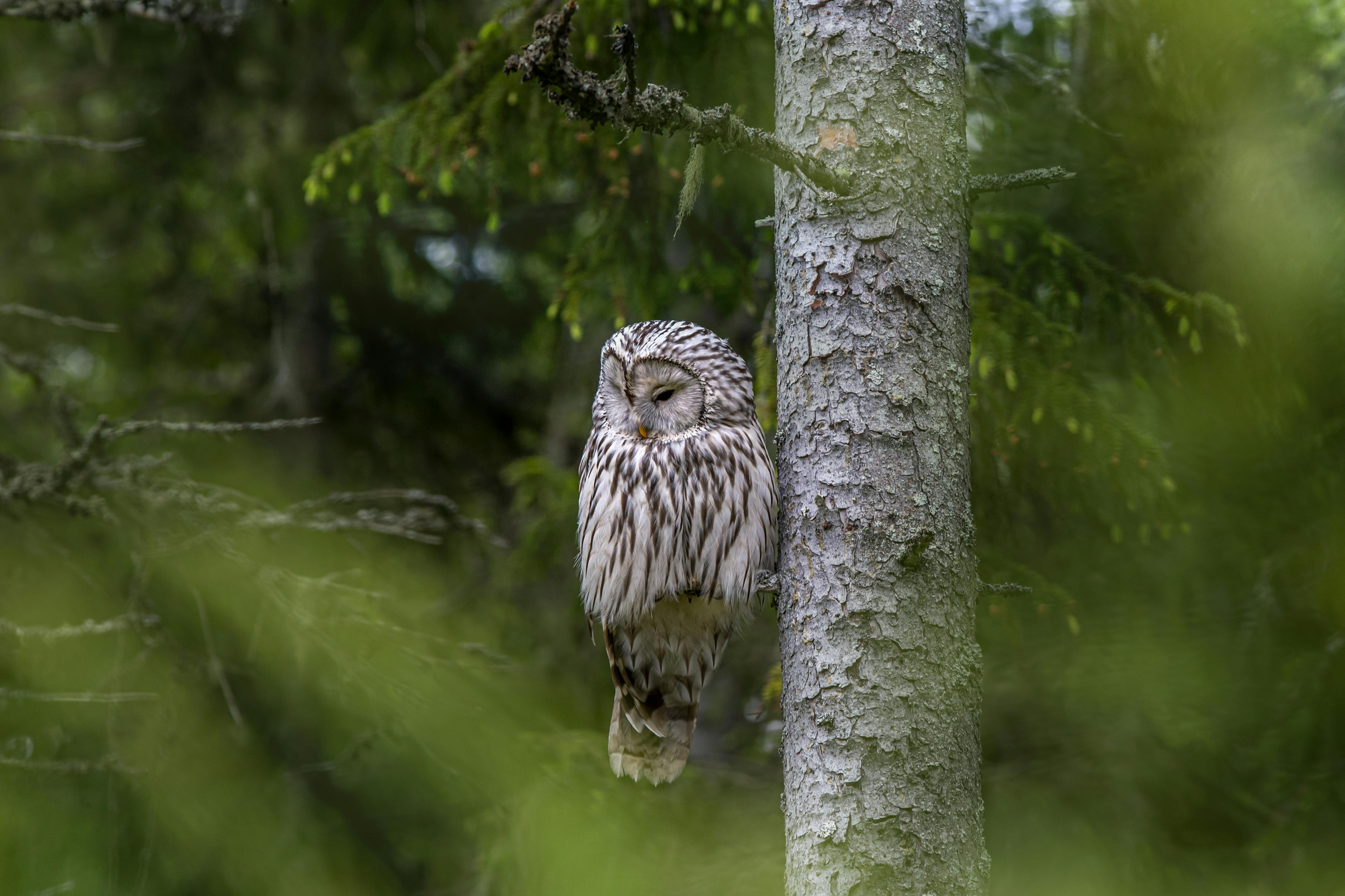 White and Black Owl on Green Grass · Free Stock Photo