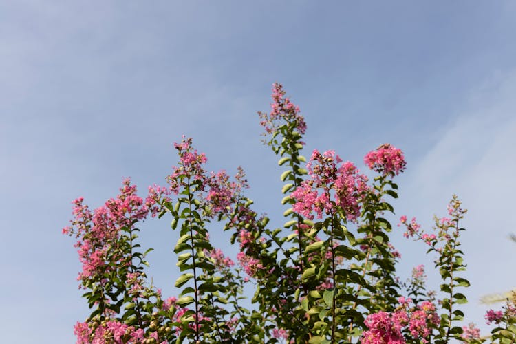 Blooming Pink Butterfly Bush