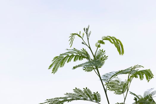 Green Trees on White Sky
