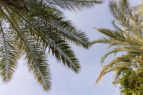Free Palm fronds frame a blue sky, capturing a serene outdoor summer scene. Stock Photo