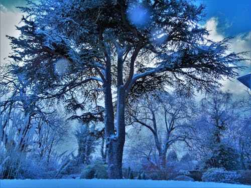 雪に覆われた木のローアングル写真