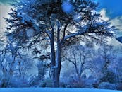 冬日森林静谧安宁，霜挂枝头，蓝天映衬着皑皑雪地