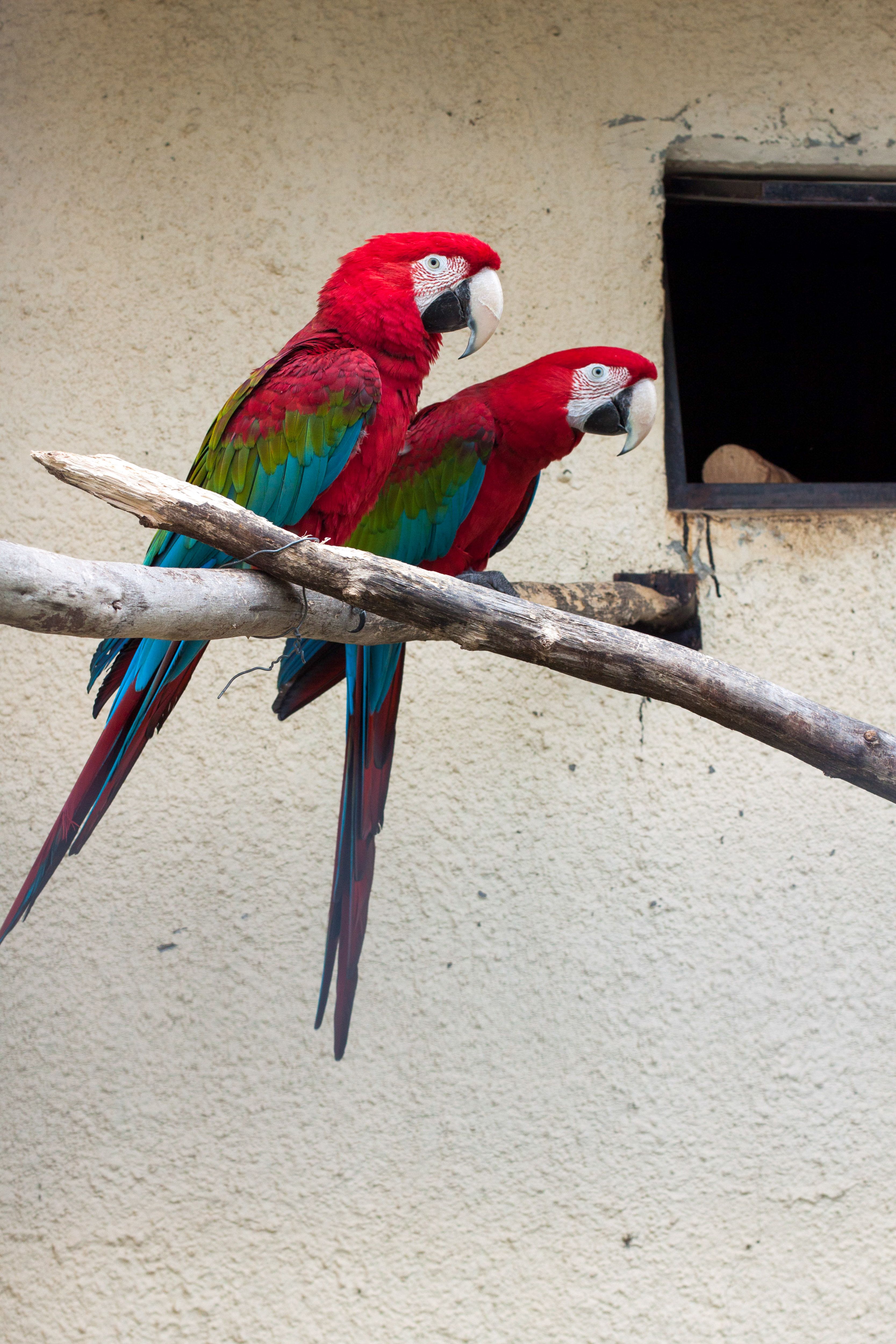 Picture of Photo of Macaw Perched on a Tree Branch · Free Stock Photo
