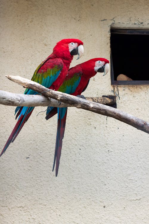 Two Macaws Perched on Tree Branches