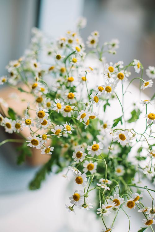 Free Beautiful close-up of blooming chamomile flowers with soft, natural lighting and shallow focus. Stock Photo