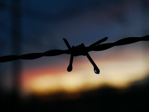 Free stock photo of 6am, animal, barbed wire Stock Photo