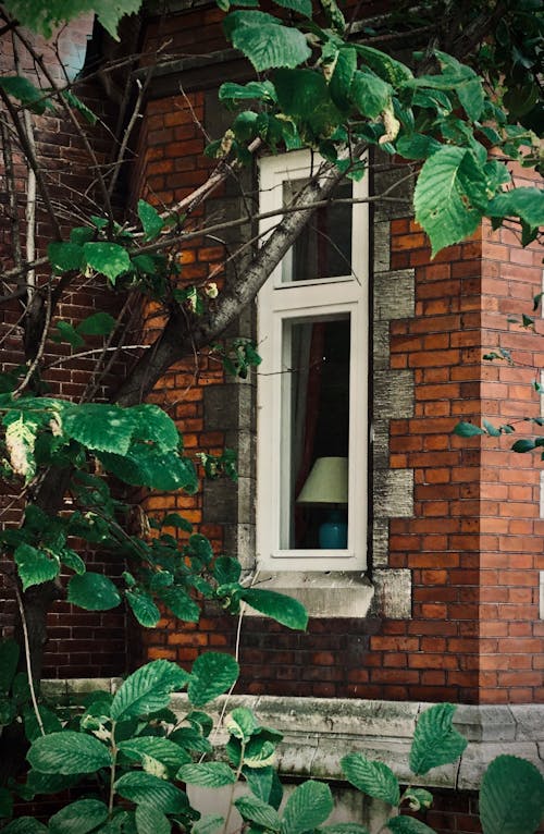 Green Vines on Brown Brick Wall