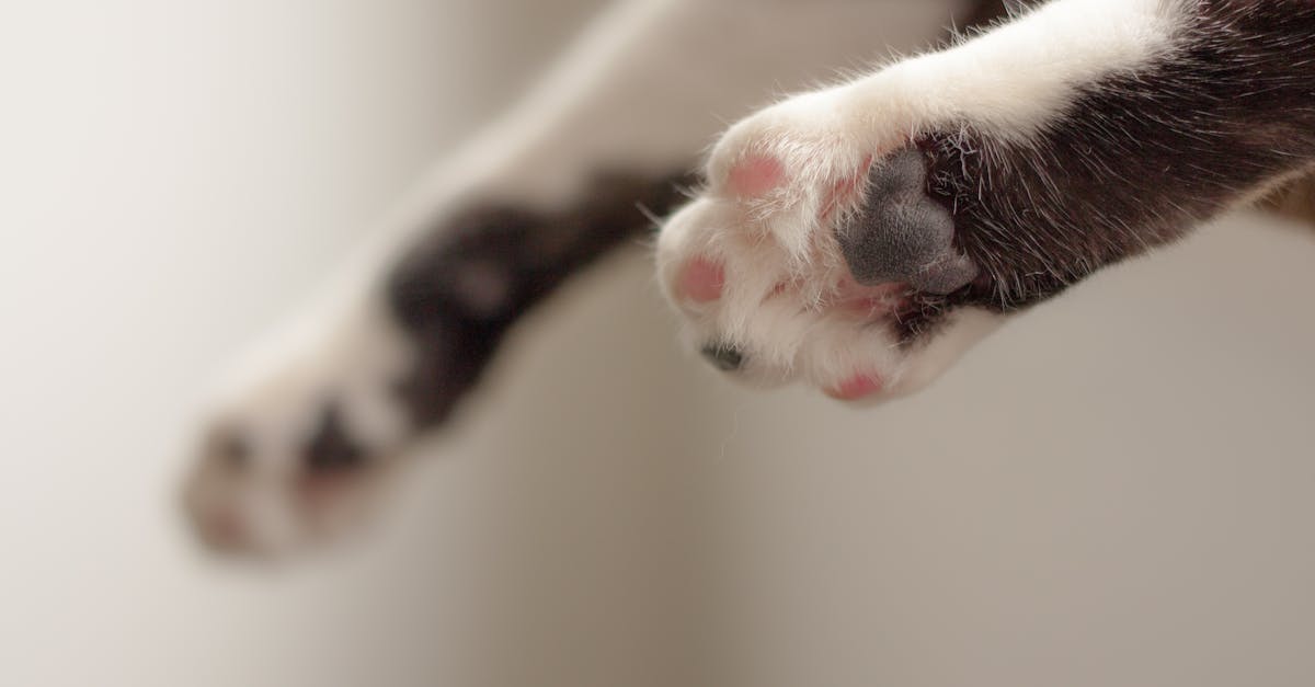 Cat Paws in Shallow Focus Photography