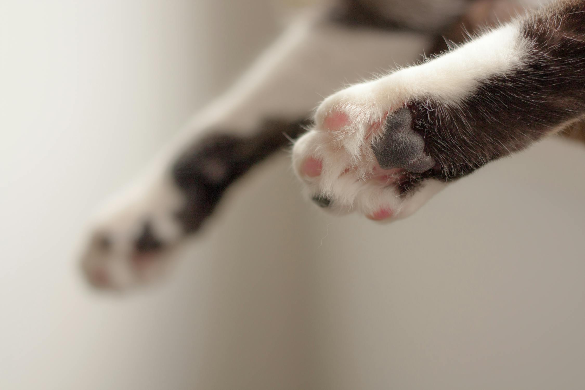 cat paw care tips