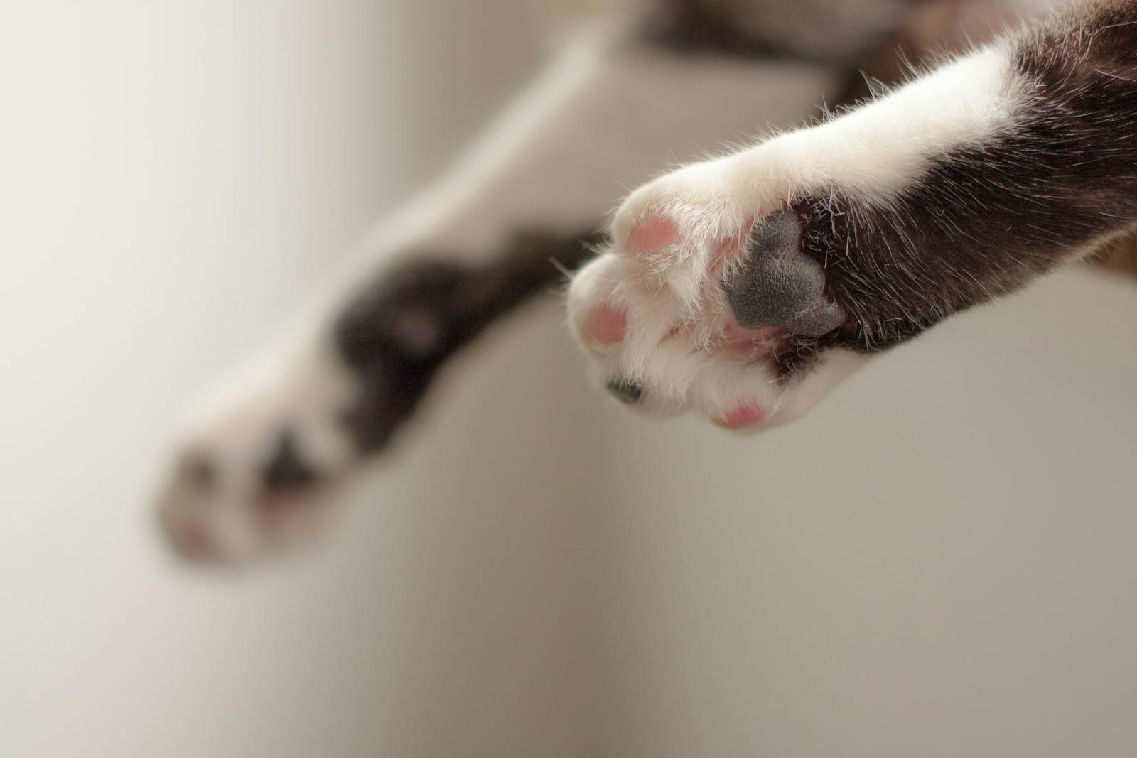 Cat Paw Photos Download The BEST Free Cat Paw Stock Photos HD Images