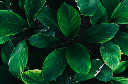 Close-Up Shot of Green Leaves