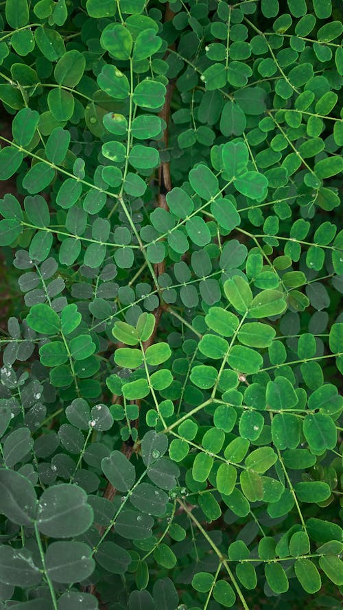나뭇잎, 수직 쐈어, 양치식물의 무료 스톡 사진