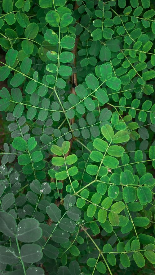 Free Close-up of vibrant fern leaves from above, showcasing lush greenery in Oman. Stock Photo