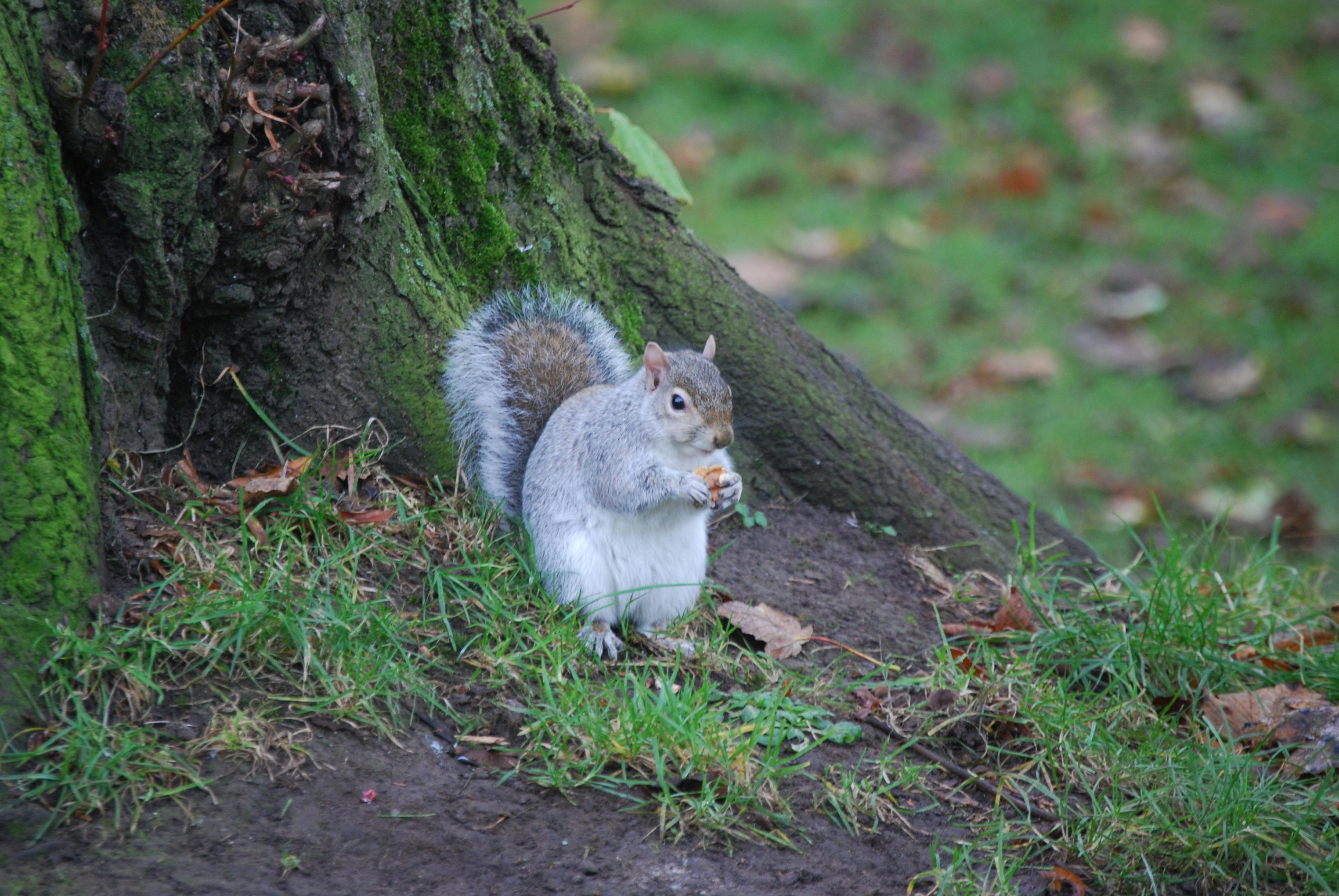 Free stock photo of animal, animals, green
