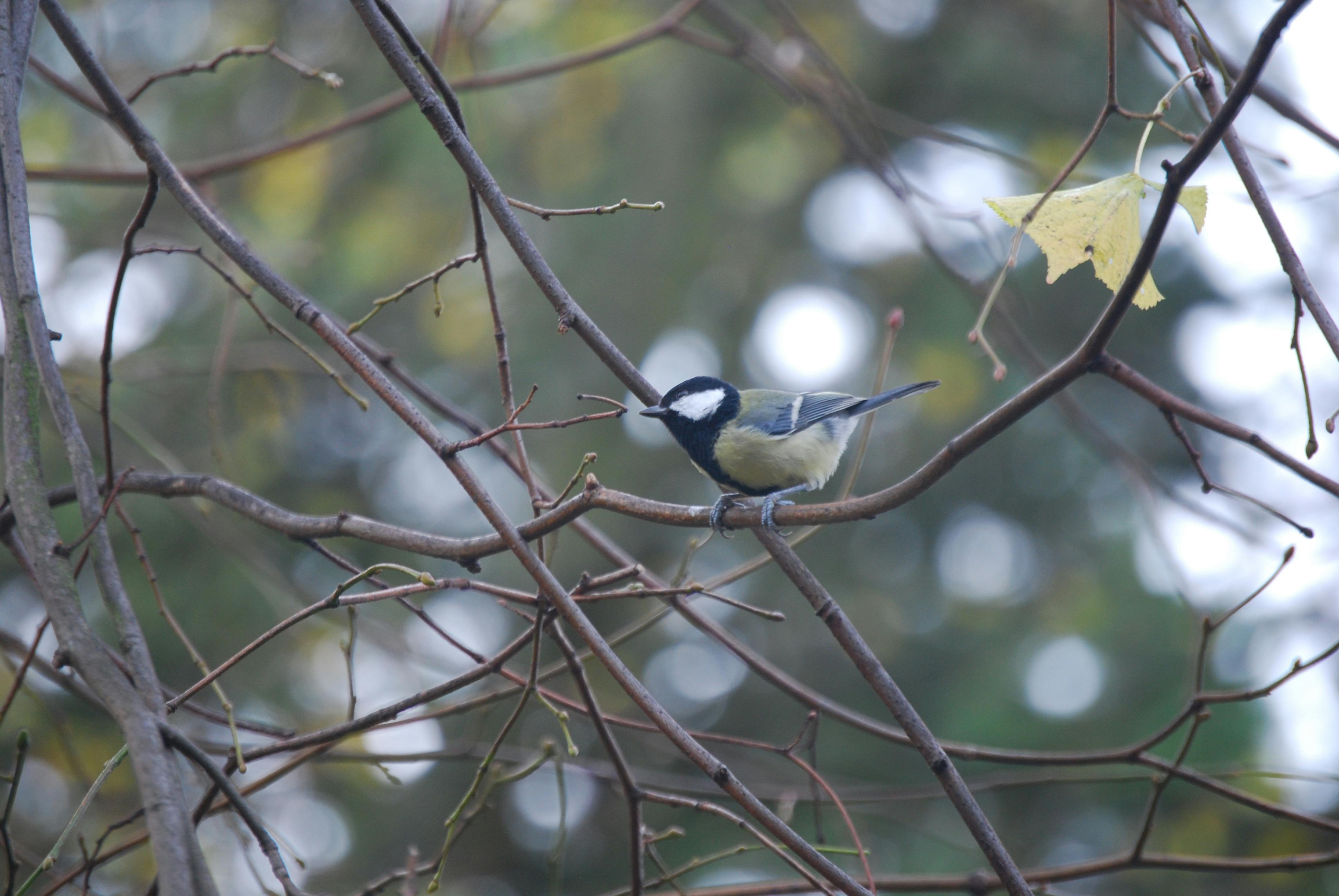 Meble biurowe – wielobranżowa firma w Gliwicach Wszystko.Store