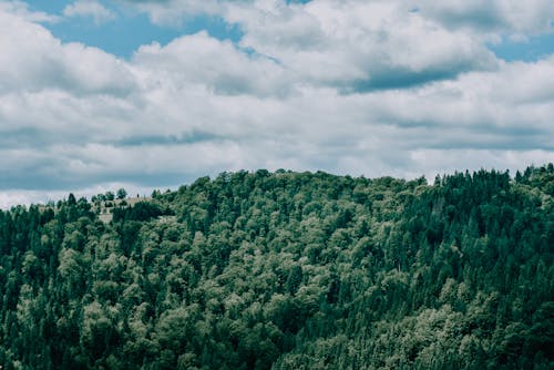 Photos gratuites de arbres, environnement, fond d'écran gratuit