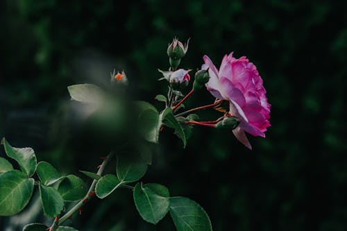 Close-Up Shot of a Pink Garden Rose