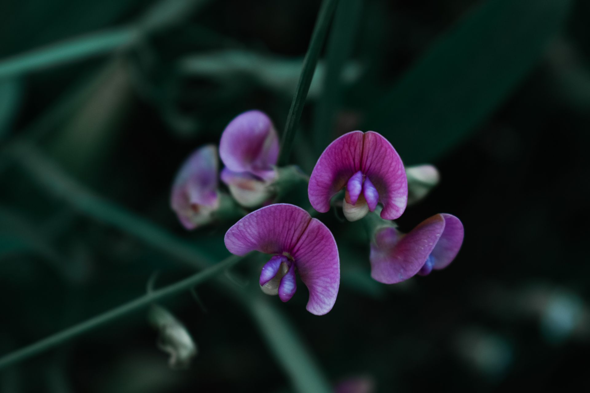 Detailed view of purple sweet pea flowers with dark green leaves, moody lighting.
