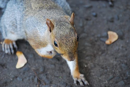 Free Brown and Black Squirrel Stock Photo
