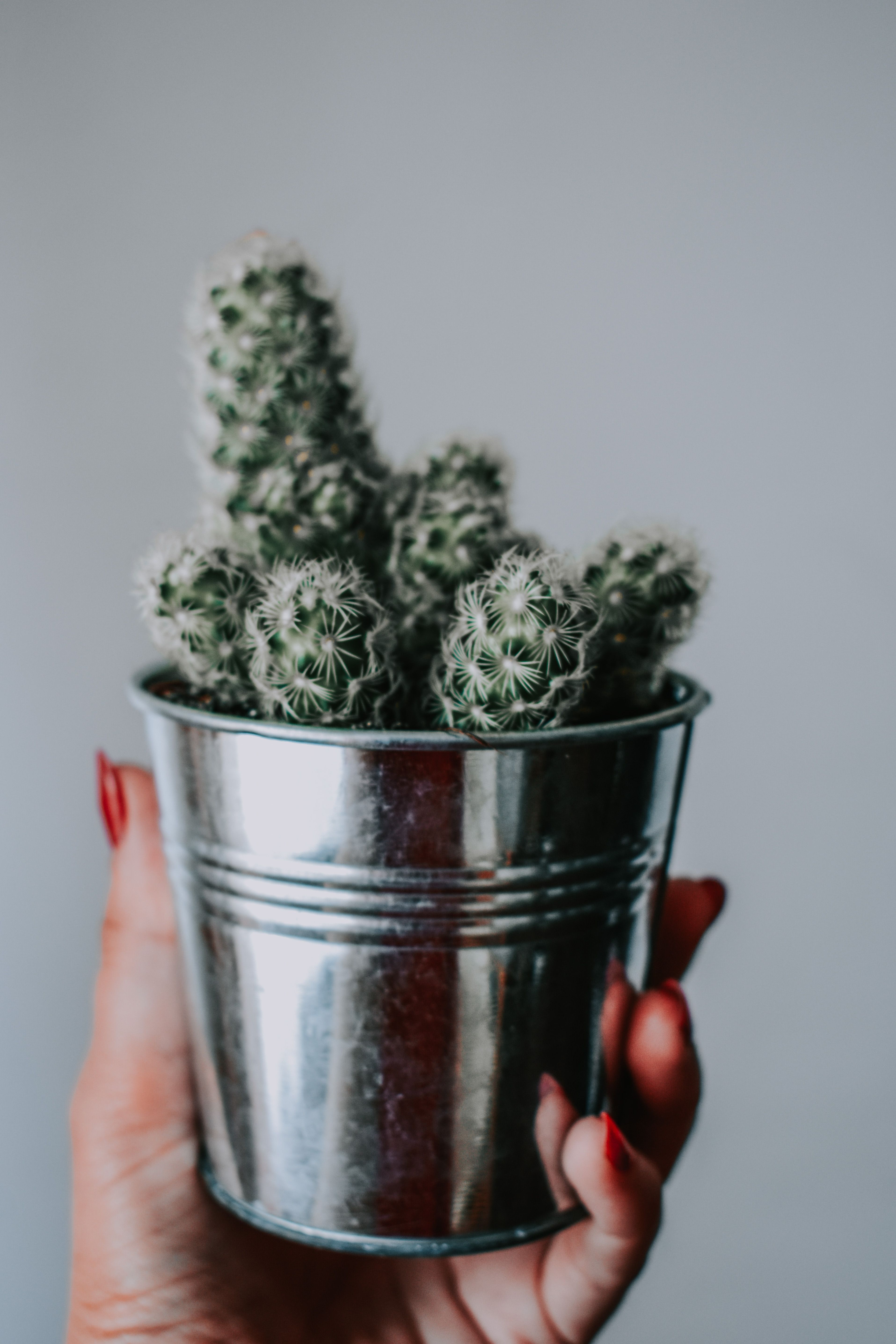 Close Up Photo of Moon Cactus Plant · Free Stock Photo