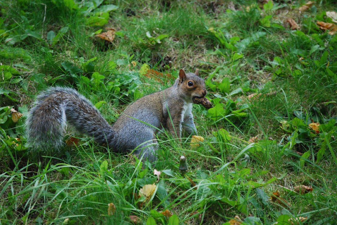 Free stock photo of animal, grass, green