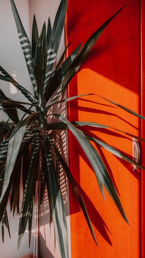Free A lush green plant casts intricate shadows on a bright orange wooden door illuminated by sunlight. Stock Photo