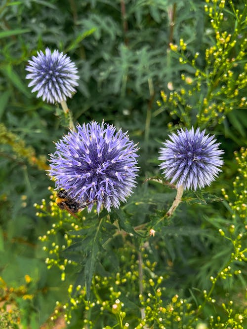 Ingyenes stockfotó ágon ülő, echinops kék, függőleges lövés témában