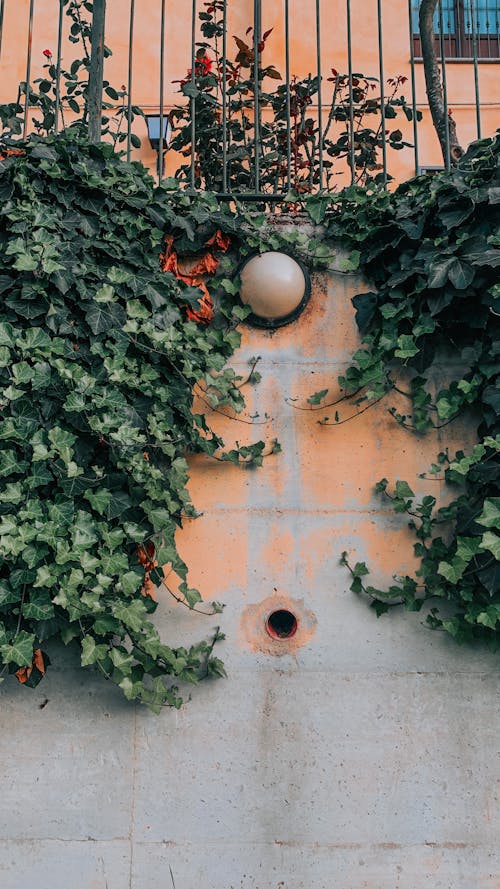 Kostnadsfri bild av betongvägg, växter, vertikalt skott