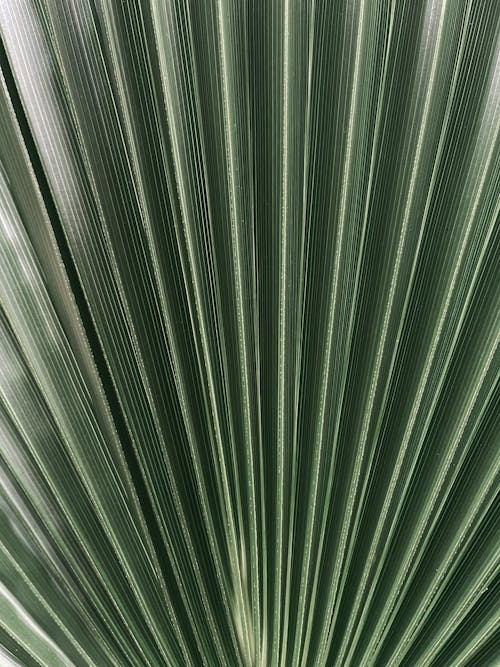 Close-up of a Palm Leaf 