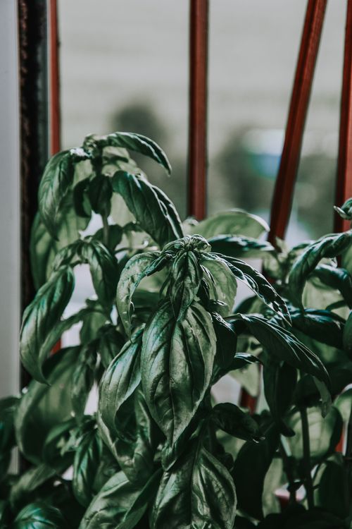 Free Lush green basil plant near a window, exuding organic beauty. Stock Photo