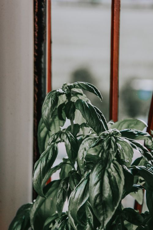 Free Close-up of fresh basil leaves by a window, capturing natural light and texture. Stock Photo
