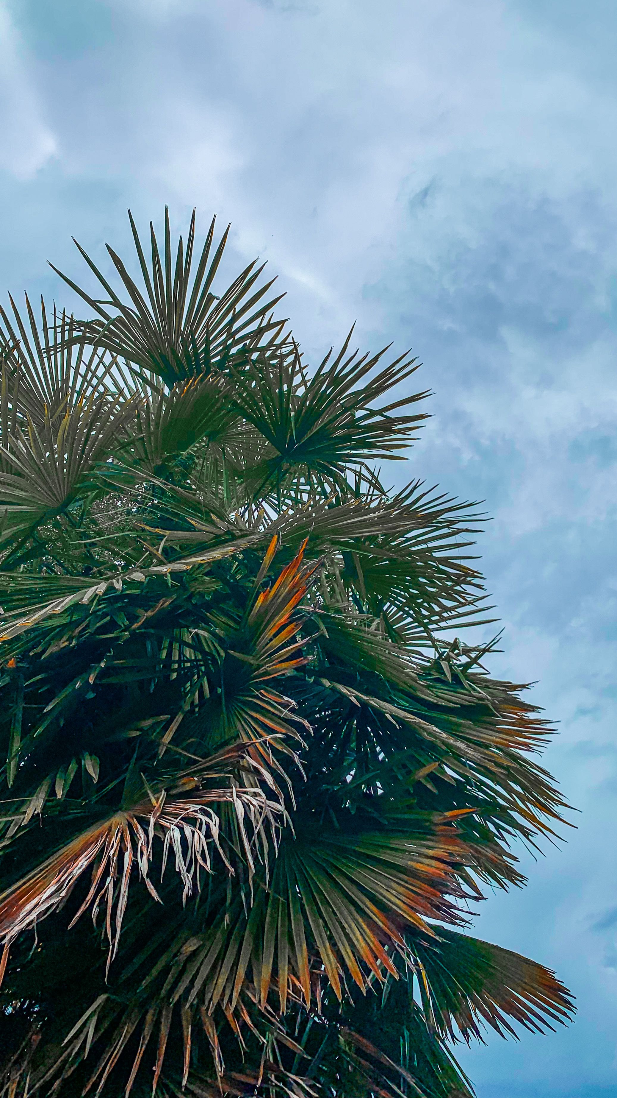 A Low Angle Shot of Green Trees Under the Blue Sky and White Clouds ...