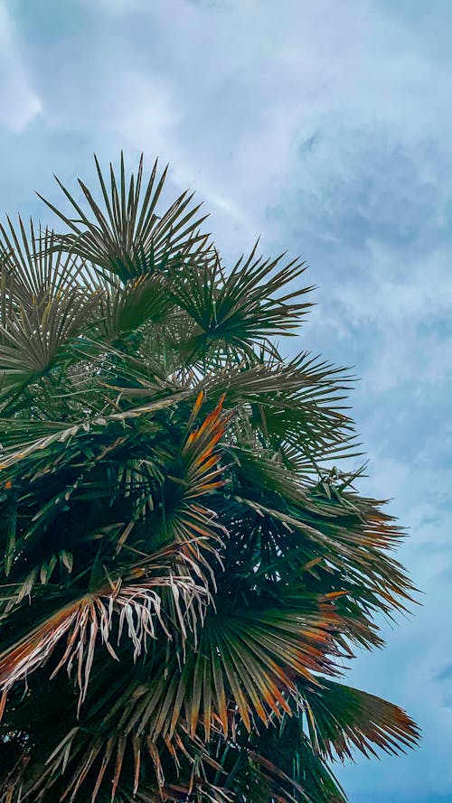 Gratuit Imagine de stoc gratuită din cer albastru, copaci verzi, fotografie cu unghi mic Fotografie de stoc