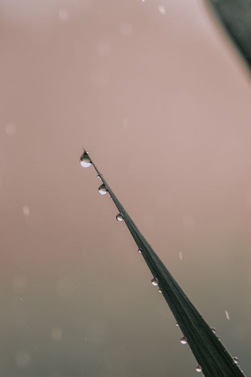 Free Macro shot of water droplets delicately balancing on the edge of a leaf, showcasing natural beauty. Stock Photo