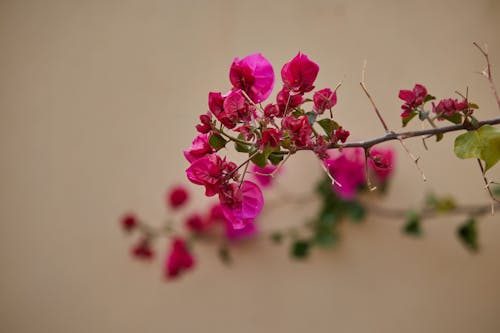 Ingyenes stockfotó gyönyörű virág, rózsaszín virág témában
