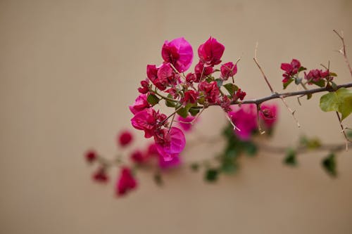 Kostenloses Stock Foto zu pinke blume, schöne blume