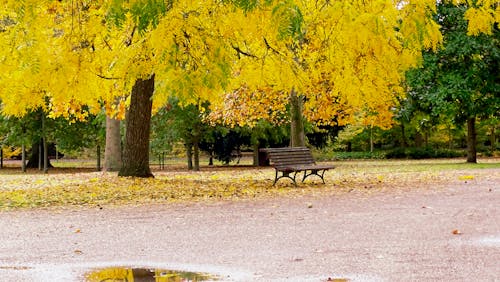 Gratis lagerfoto af automne, banc, parc