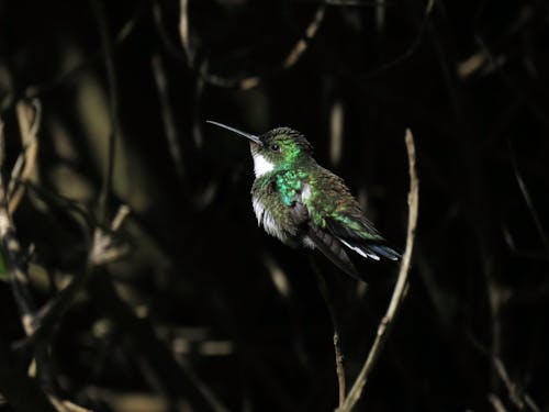 Foto stok gratis bangsa burung, binatang, burung