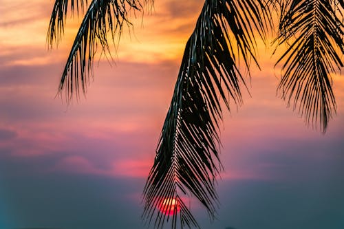 Free Sun Covered With Coconut Tree during Sunrise Stock Photo