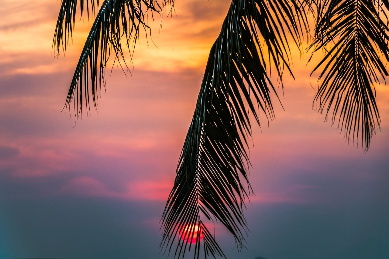 scenic tropical sunset framed by palm leaves creating a serene summer