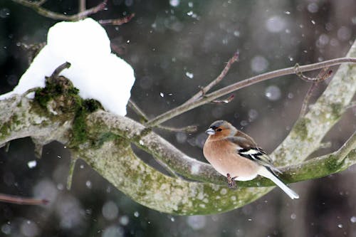 Fotobanka s bezplatnými fotkami na tému snežný vták